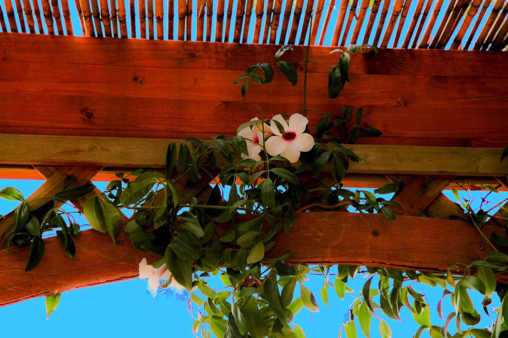 Bonjour Bed & Breakfast Morciano di Leuca Luaran gambar