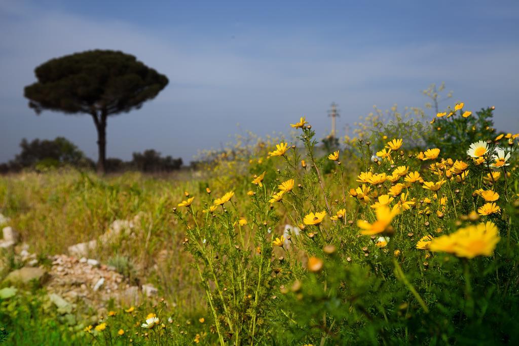 Bonjour Bed & Breakfast Morciano di Leuca Luaran gambar
